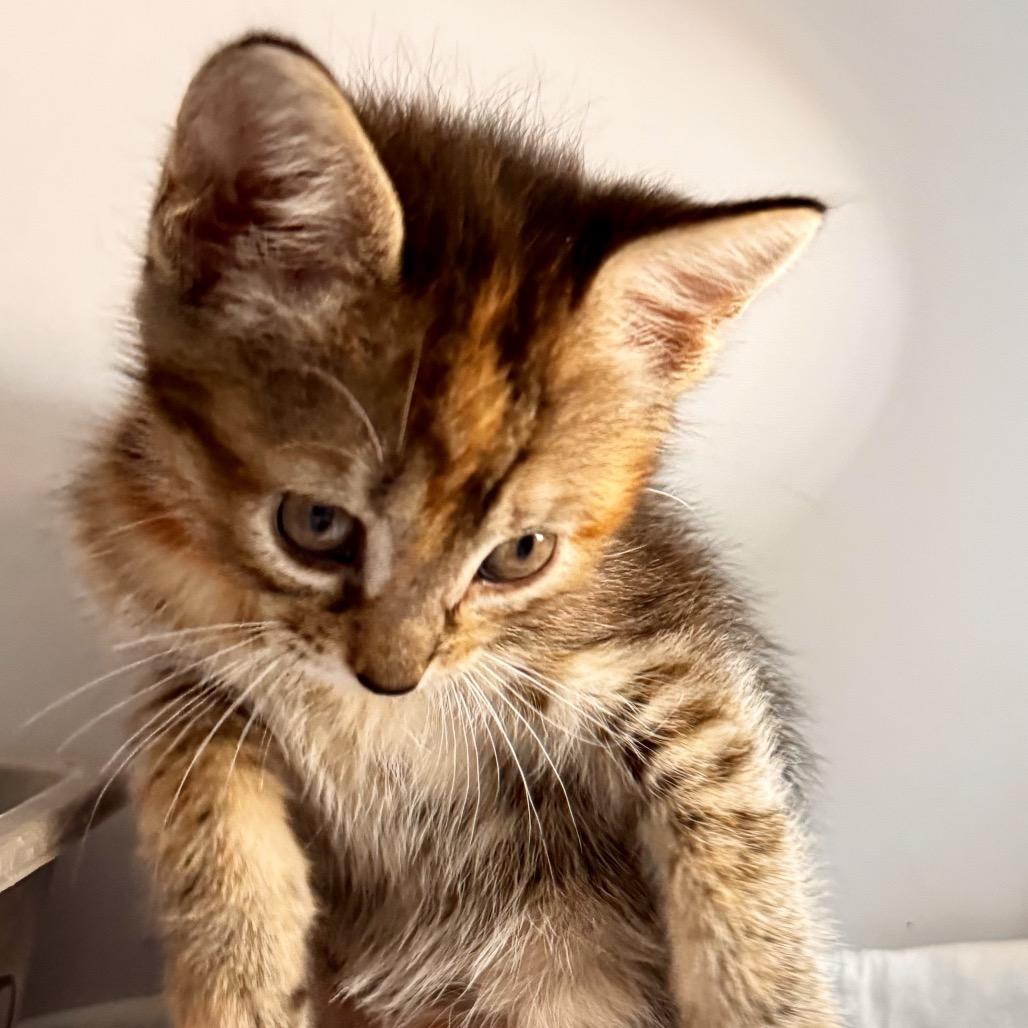 Enlarge Eve, a Adoptable Domestic Short Hair in Franklin, NC image 1/4