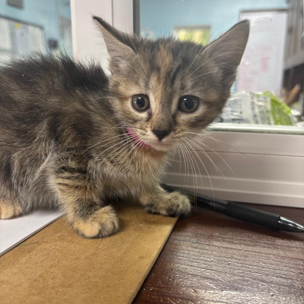 Enlarge Eve, a Adoptable Domestic Short Hair in Franklin, NC image 3/4