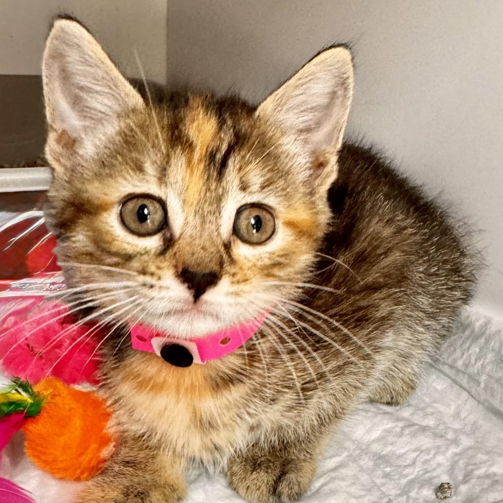 Enlarge Eve, a Adoptable Domestic Short Hair in Franklin, NC image 4/4