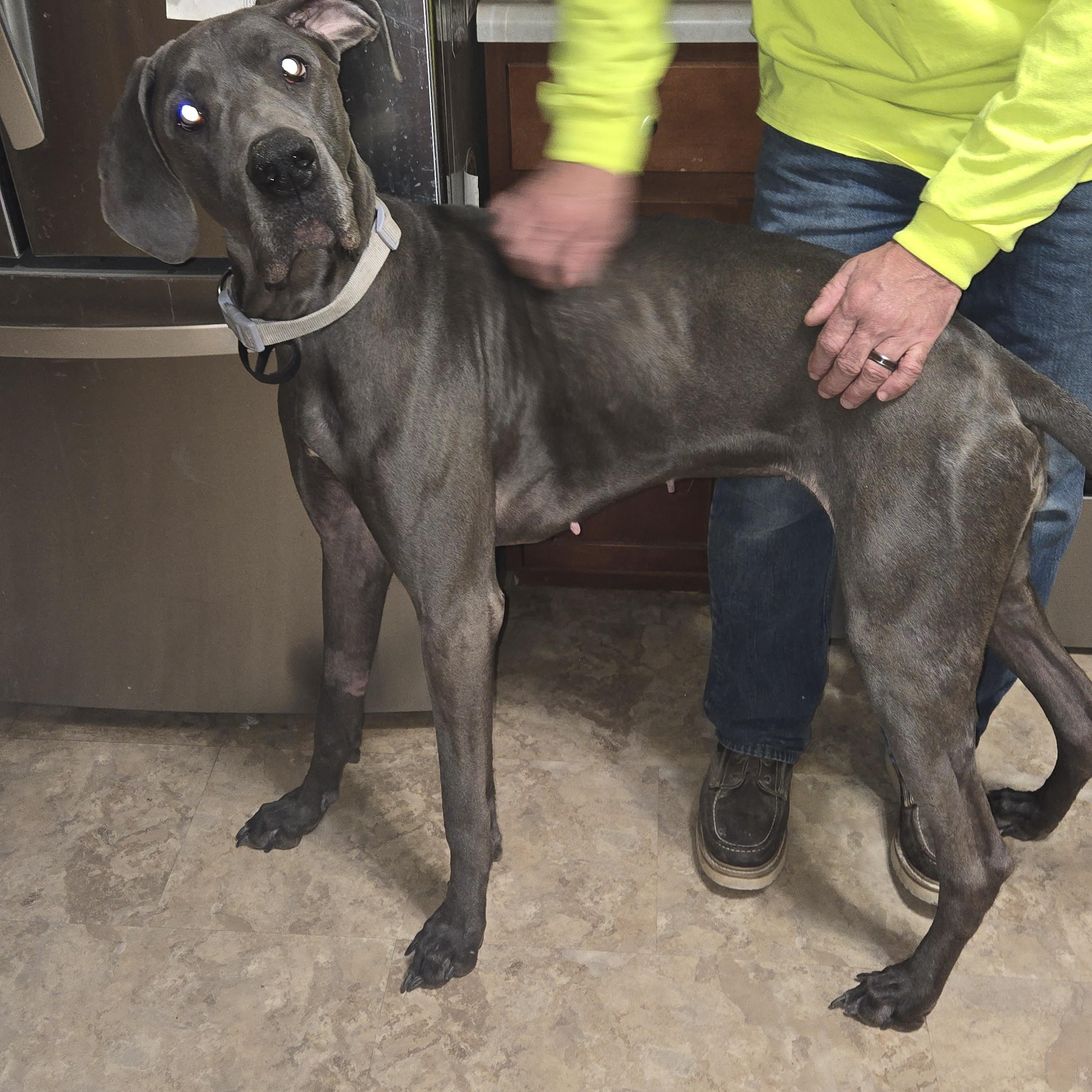 Tiny, a Adoptable Great Dane in Toledo, OH image 2/3