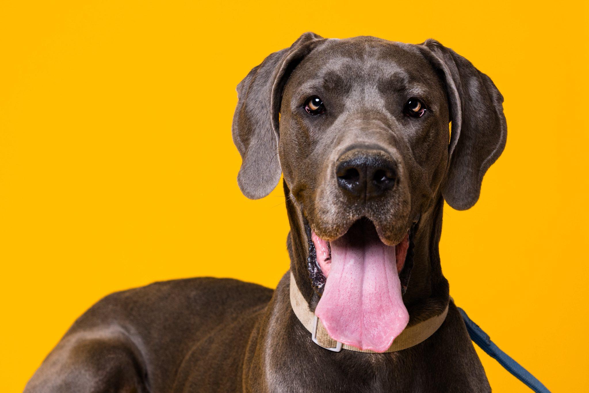 Tiny, Adoptable, Adult Female Great Dane.