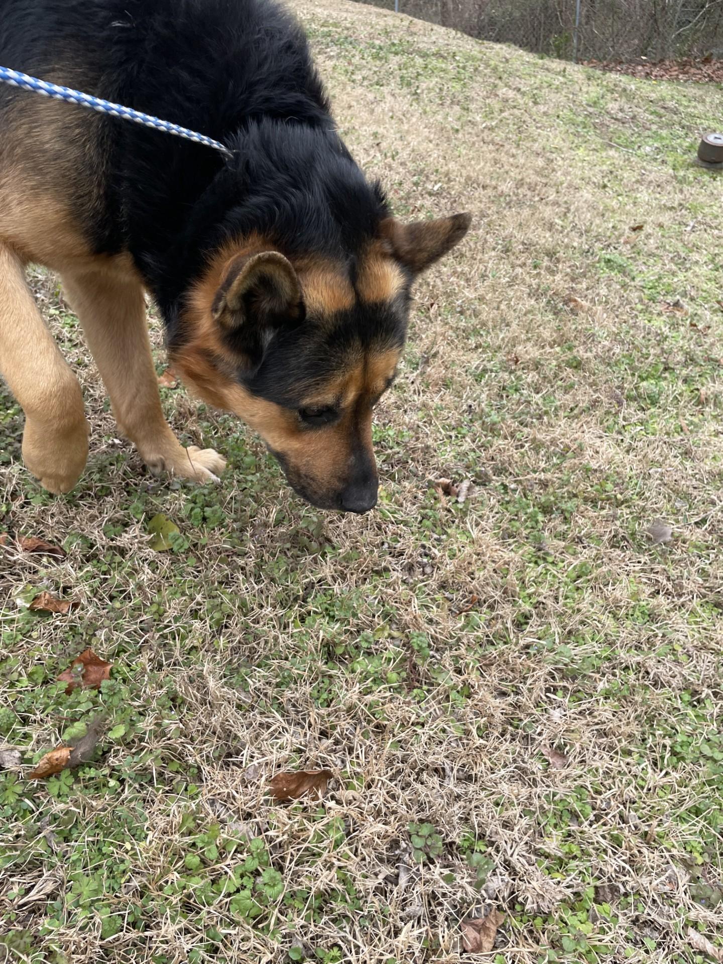 Enlarge Goliath11584, a ADOPTABLE mixed breed in Rocky Mount, NC image 1/3