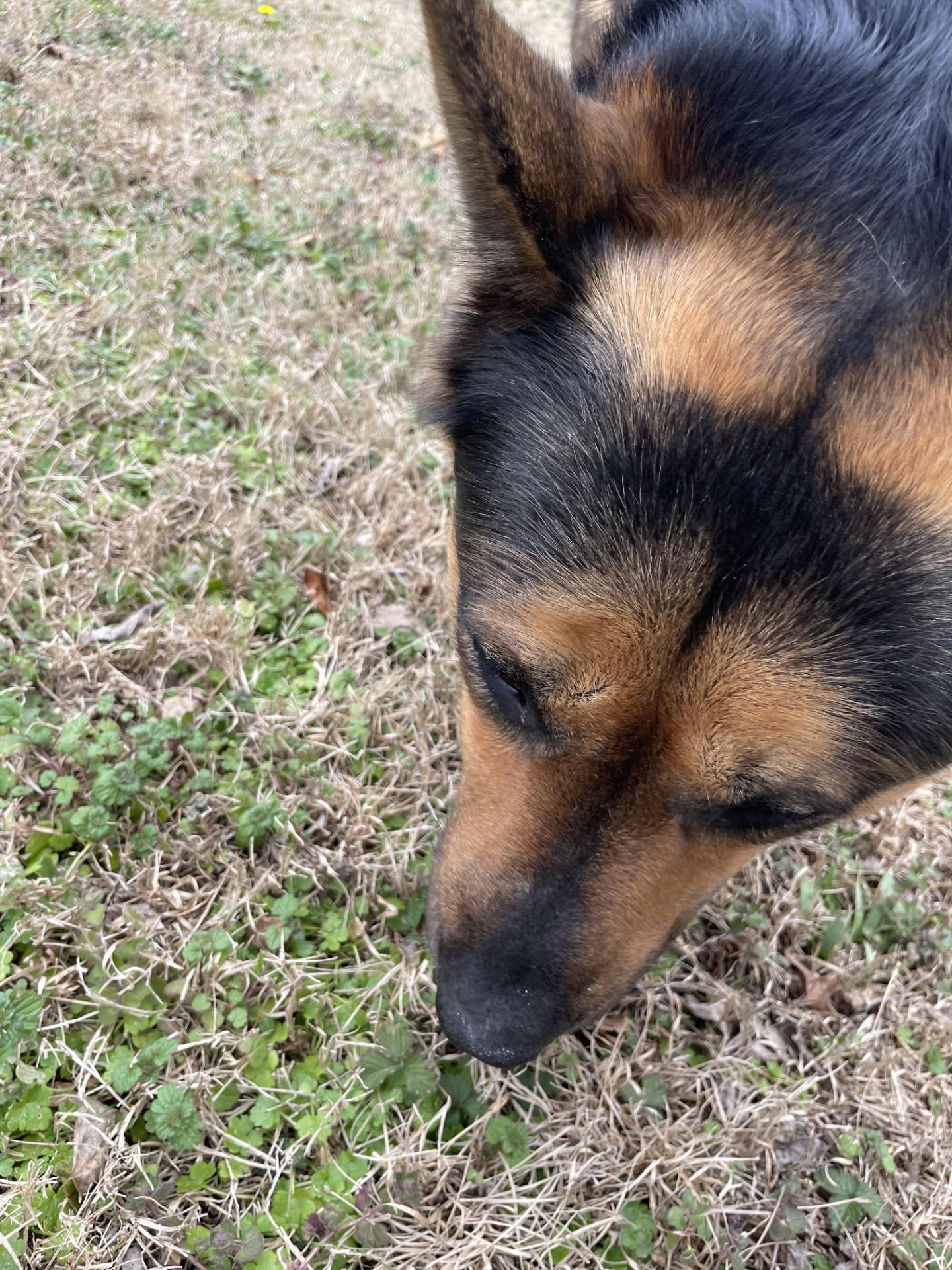 Enlarge Goliath11584, a ADOPTABLE mixed breed in Rocky Mount, NC image 3/3