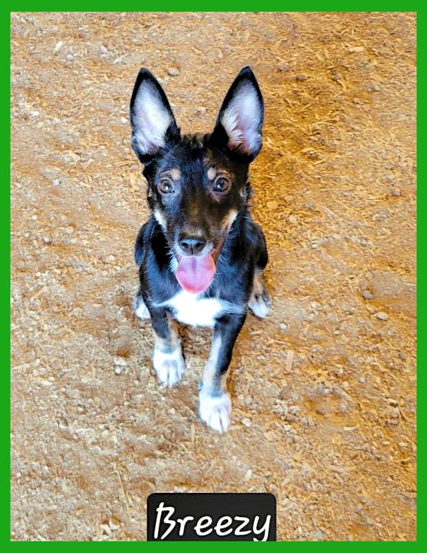 Breezy, Adoptable, Young Female Australian Kelpie.