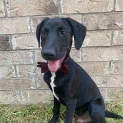Tucker, Adopted, Puppy Male Black Labrador Retriever.