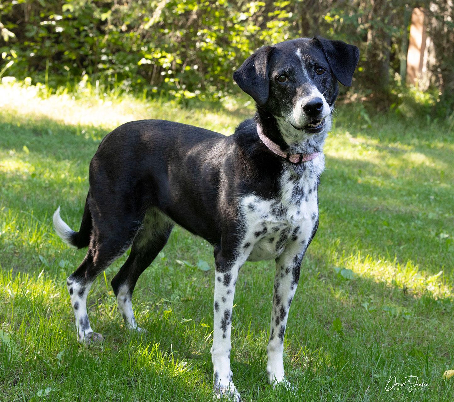 Summer, ADOPTABLE, Adult Female Dalmatian & Husky.