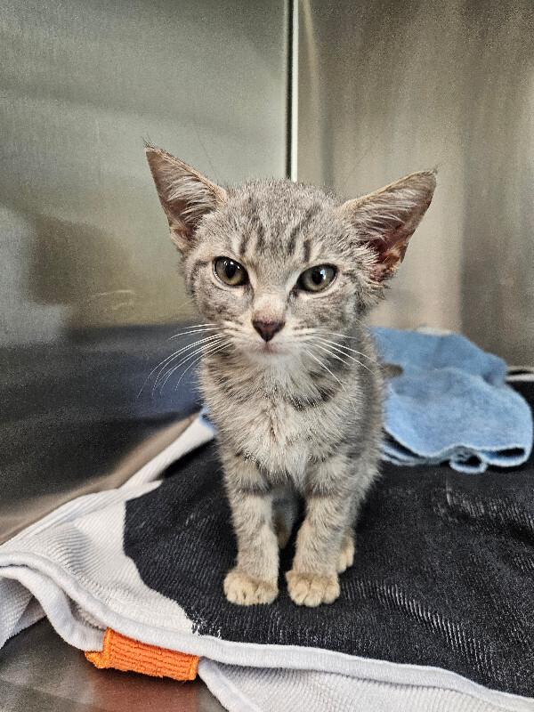Enlarge Kaleidoscope, a Adoptable Domestic Short Hair in Disputanta, VA image 1/2
