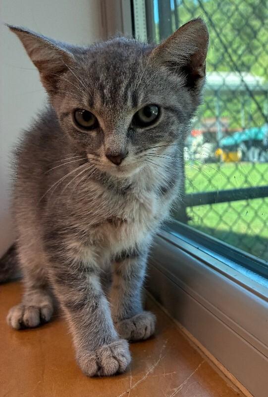 Enlarge Kaleidoscope, a Adoptable Domestic Short Hair in Disputanta, VA image 2/2