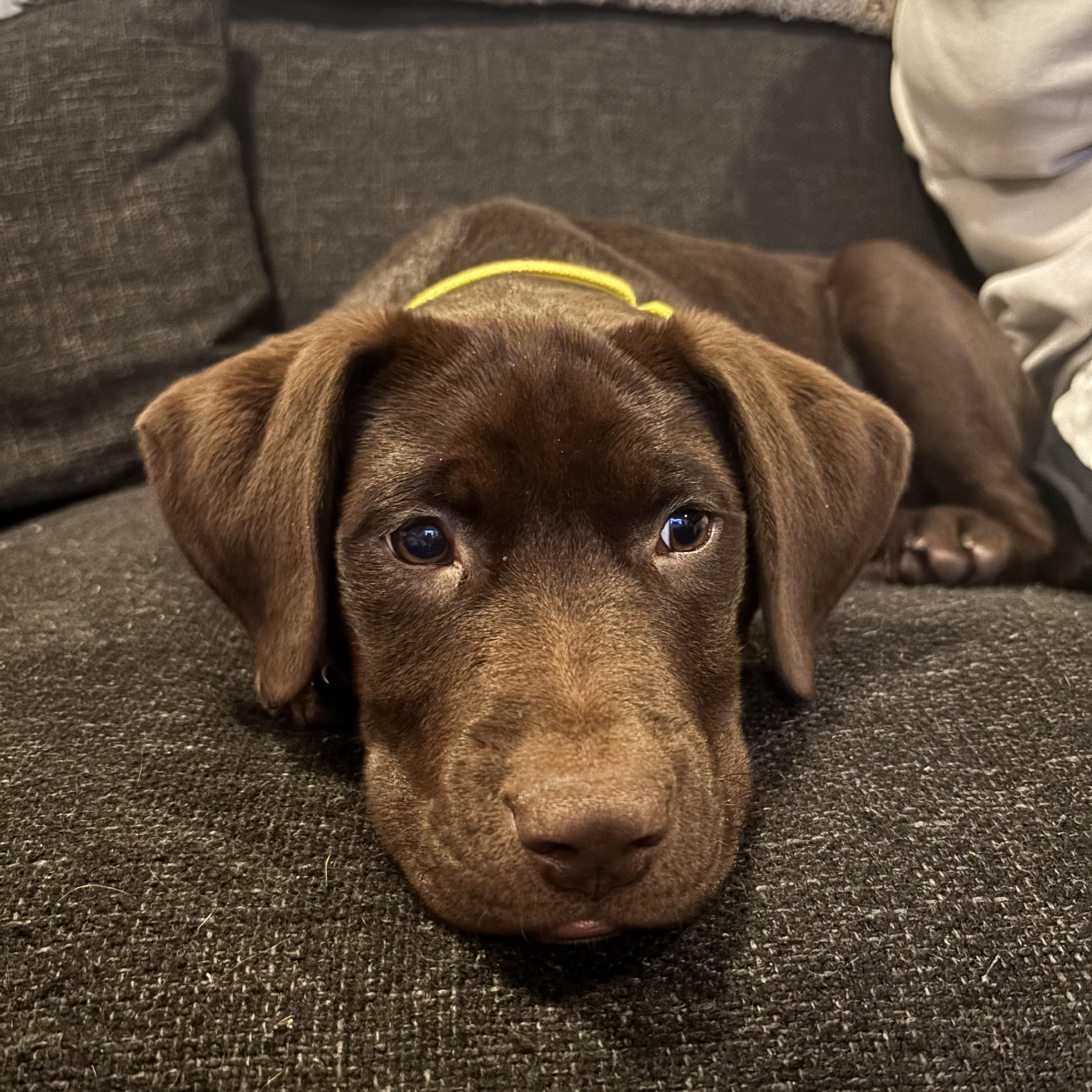 MATT, Adoptable, Puppy Male Mixed Breed.