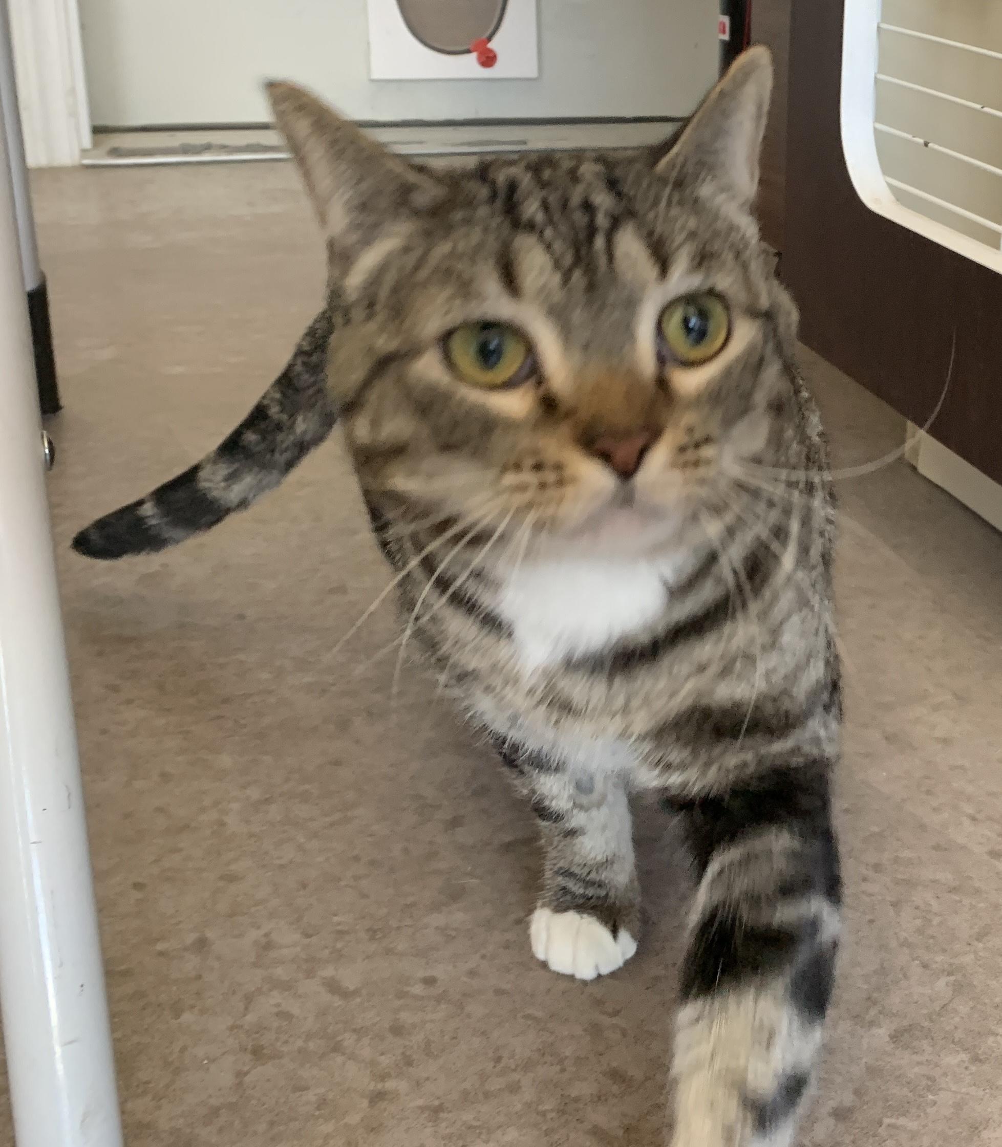 Enlarge Cookie, an adopted mixed breed in Buena Vista, CO image 2/3