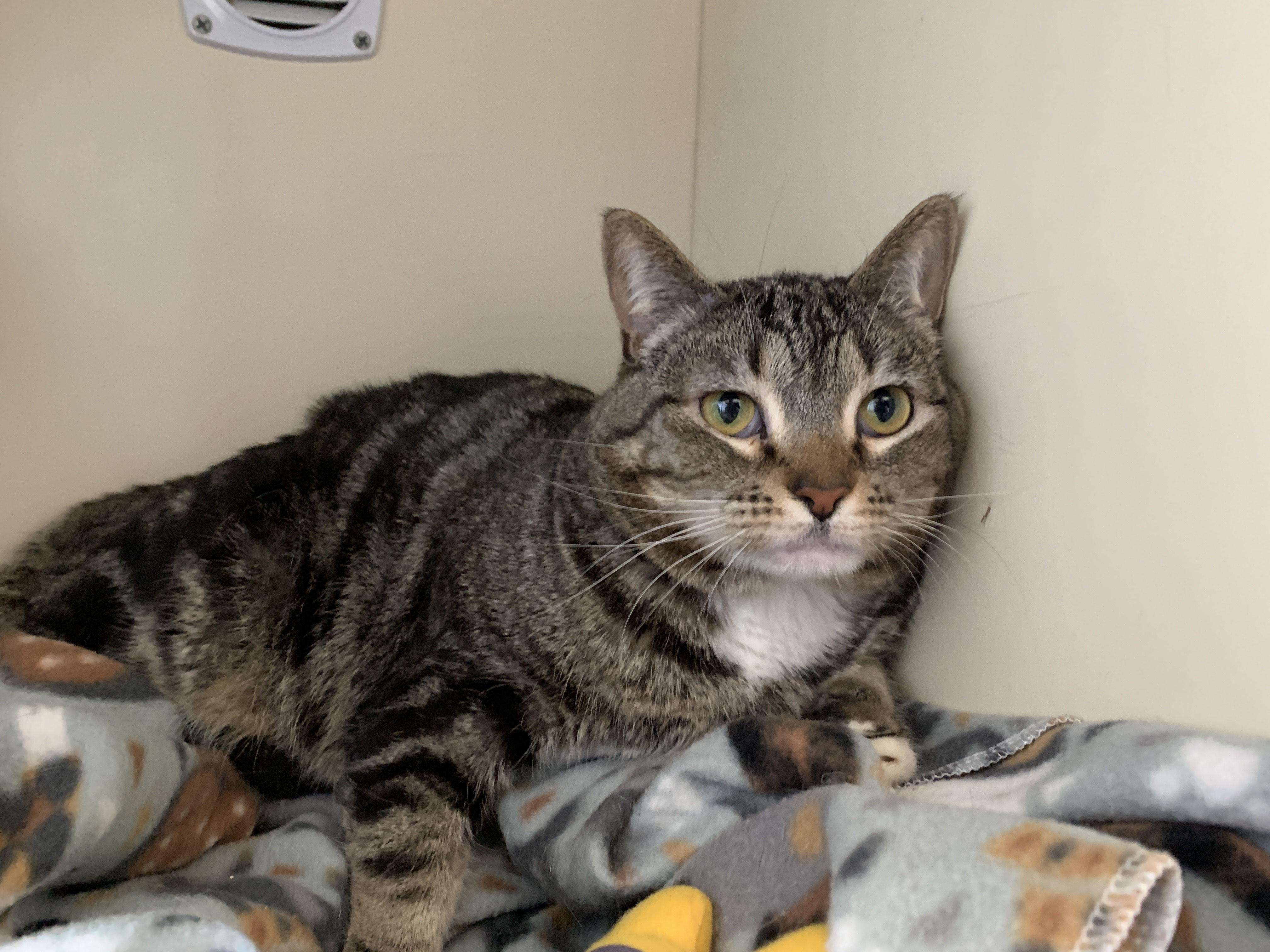 Enlarge Cookie, an adopted mixed breed in Buena Vista, CO image 3/3