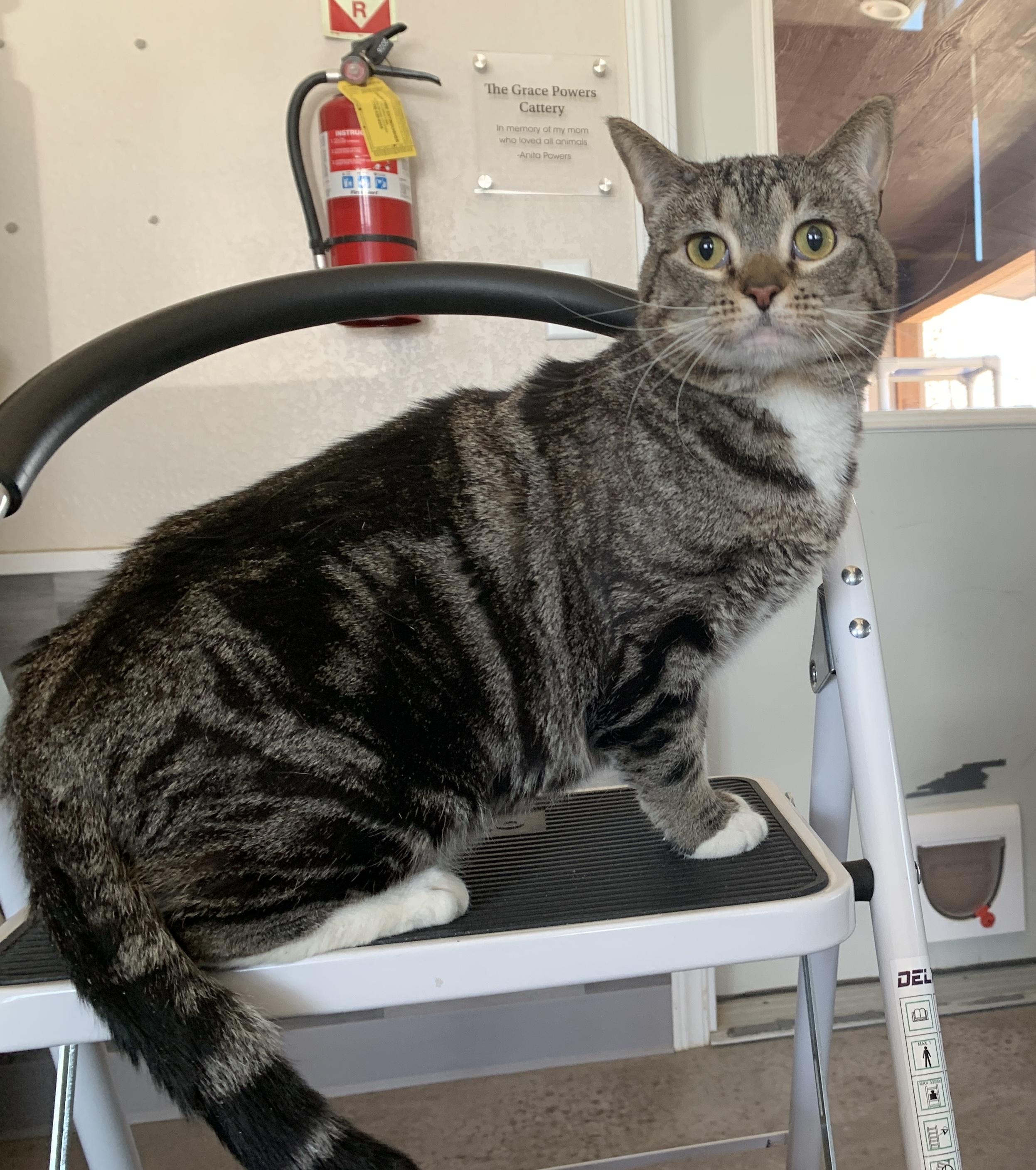 Cookie, adopted, Adult Female Domestic Short Hair.