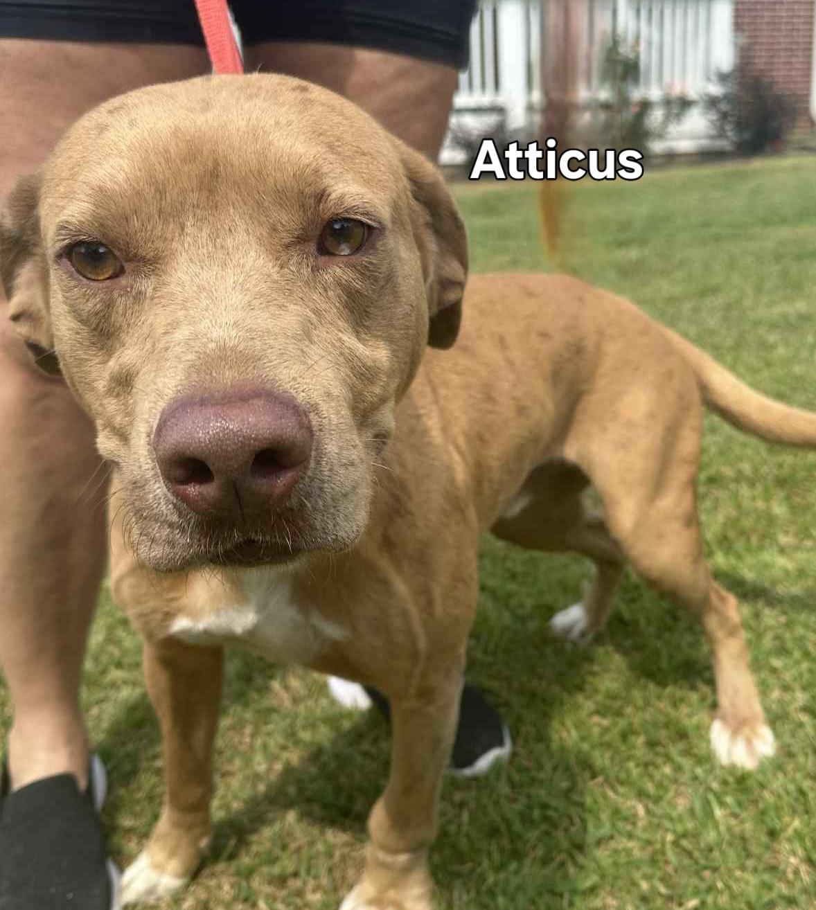 Enlarge Atticus, a Adoptable mixed breed in Springhill, LA image 2/3