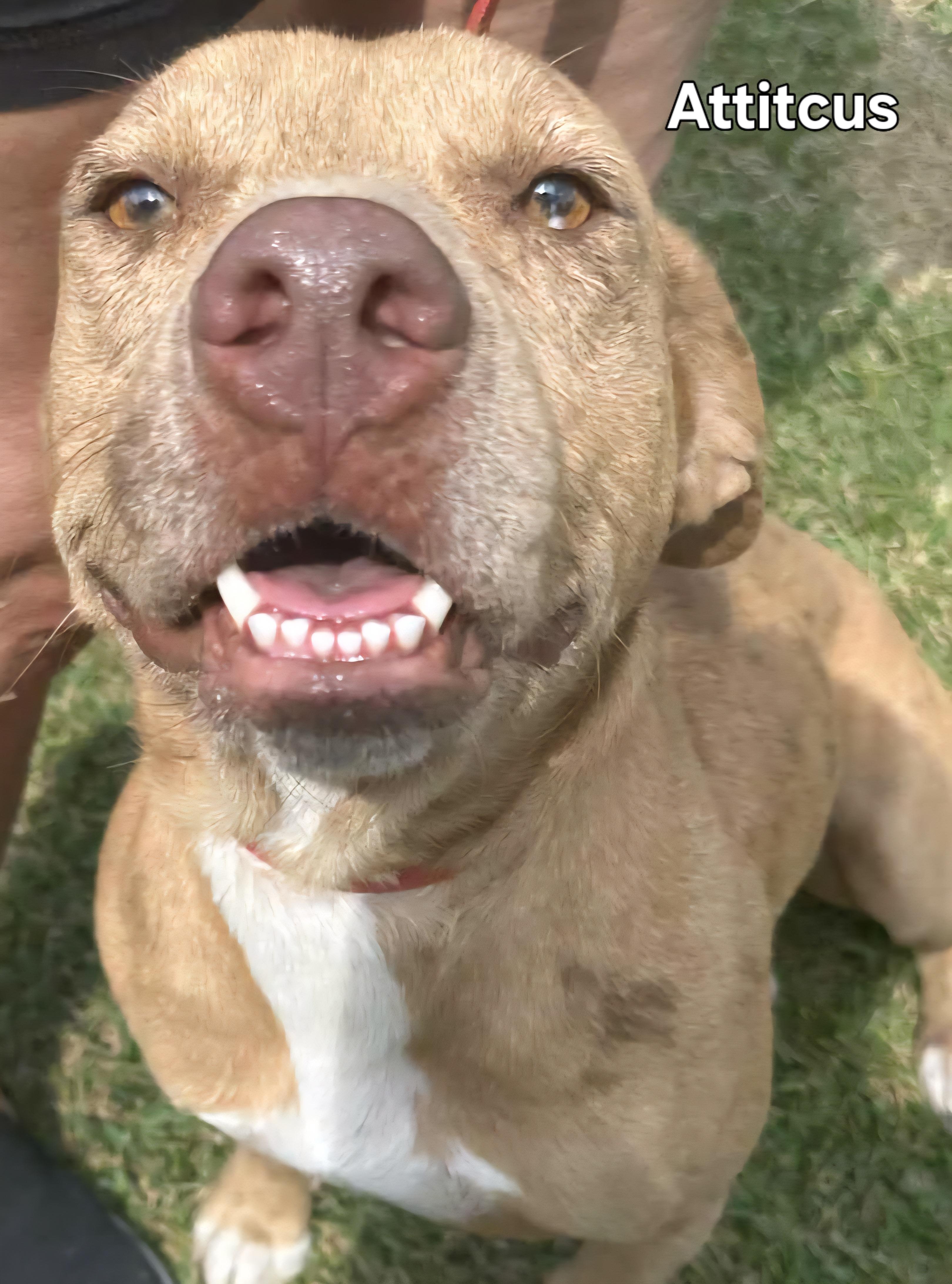 Enlarge Atticus, a Adoptable mixed breed in Springhill, LA image 3/3