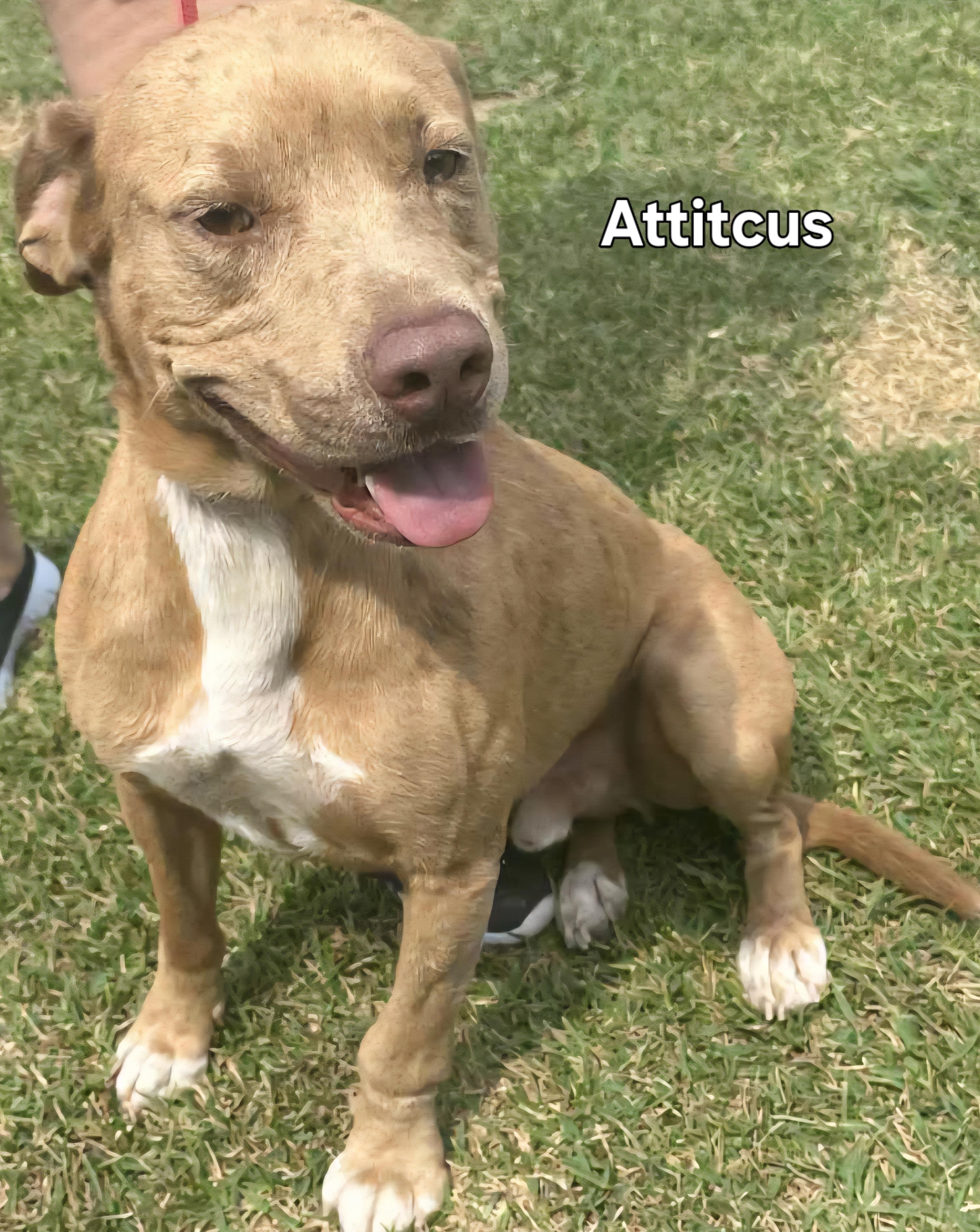 Enlarge Atticus, a Adoptable mixed breed in Springhill, LA image 1/3