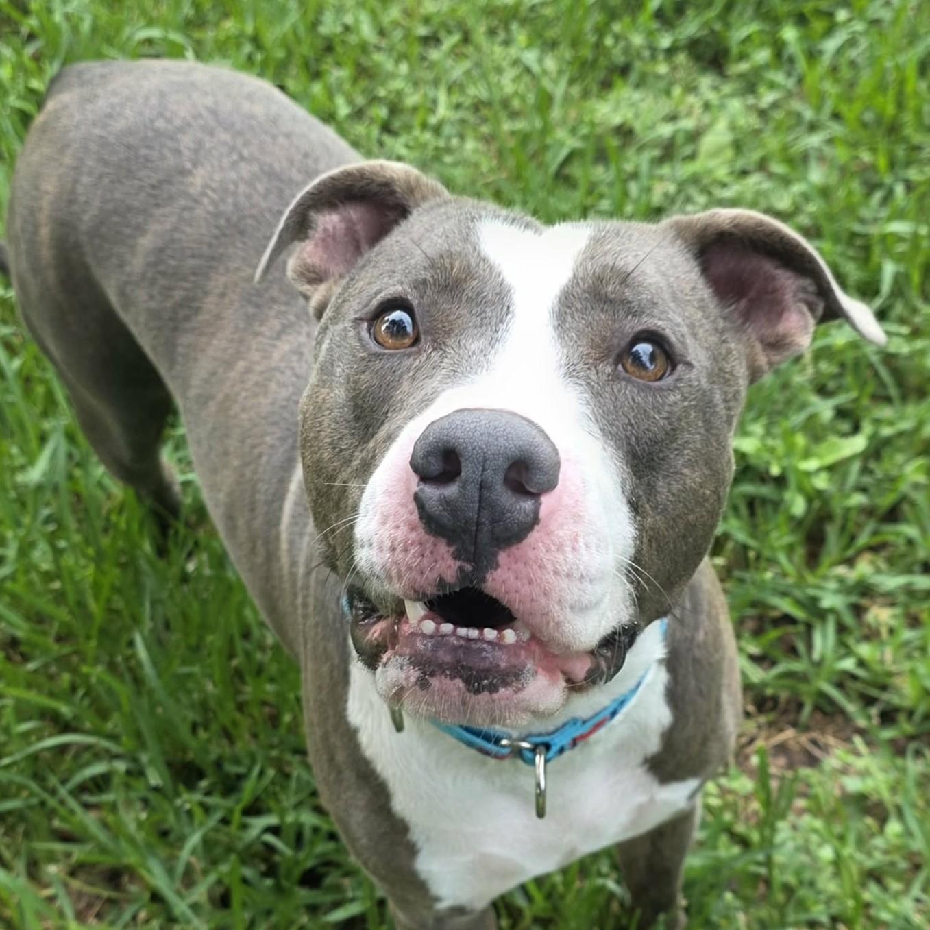 Cooper, Adoptable, Adult Male Pit Bull Terrier & American Staffordshire Terrier.