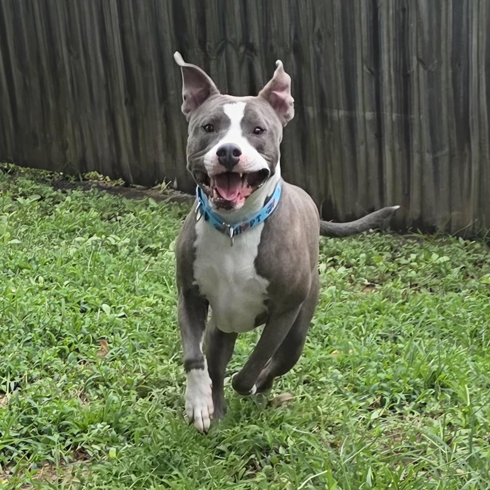 Enlarge Cooper, a Adoptable mixed breed in Bryan, TX image 2/4