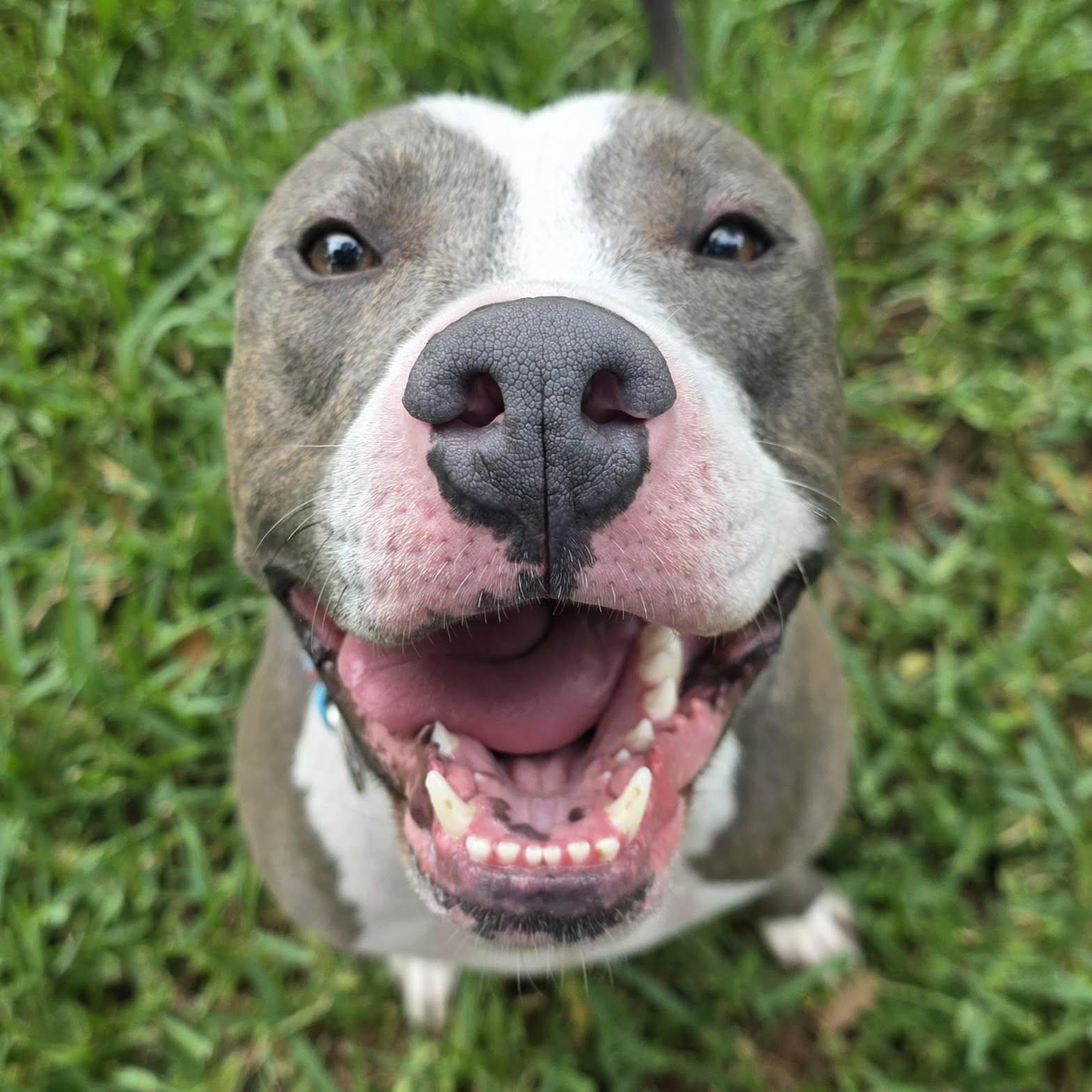Enlarge Cooper, a Adoptable mixed breed in Bryan, TX image 4/4