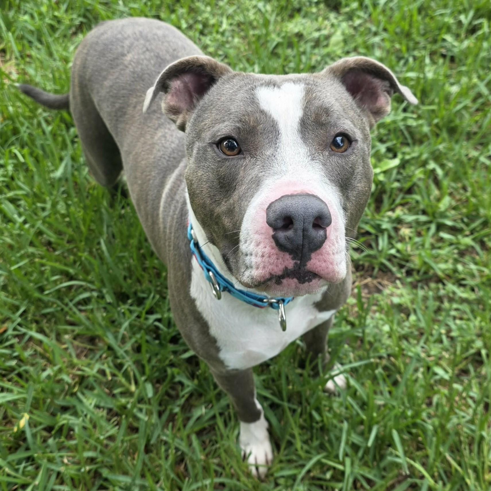 Enlarge Cooper, a Adoptable mixed breed in Bryan, TX image 3/4