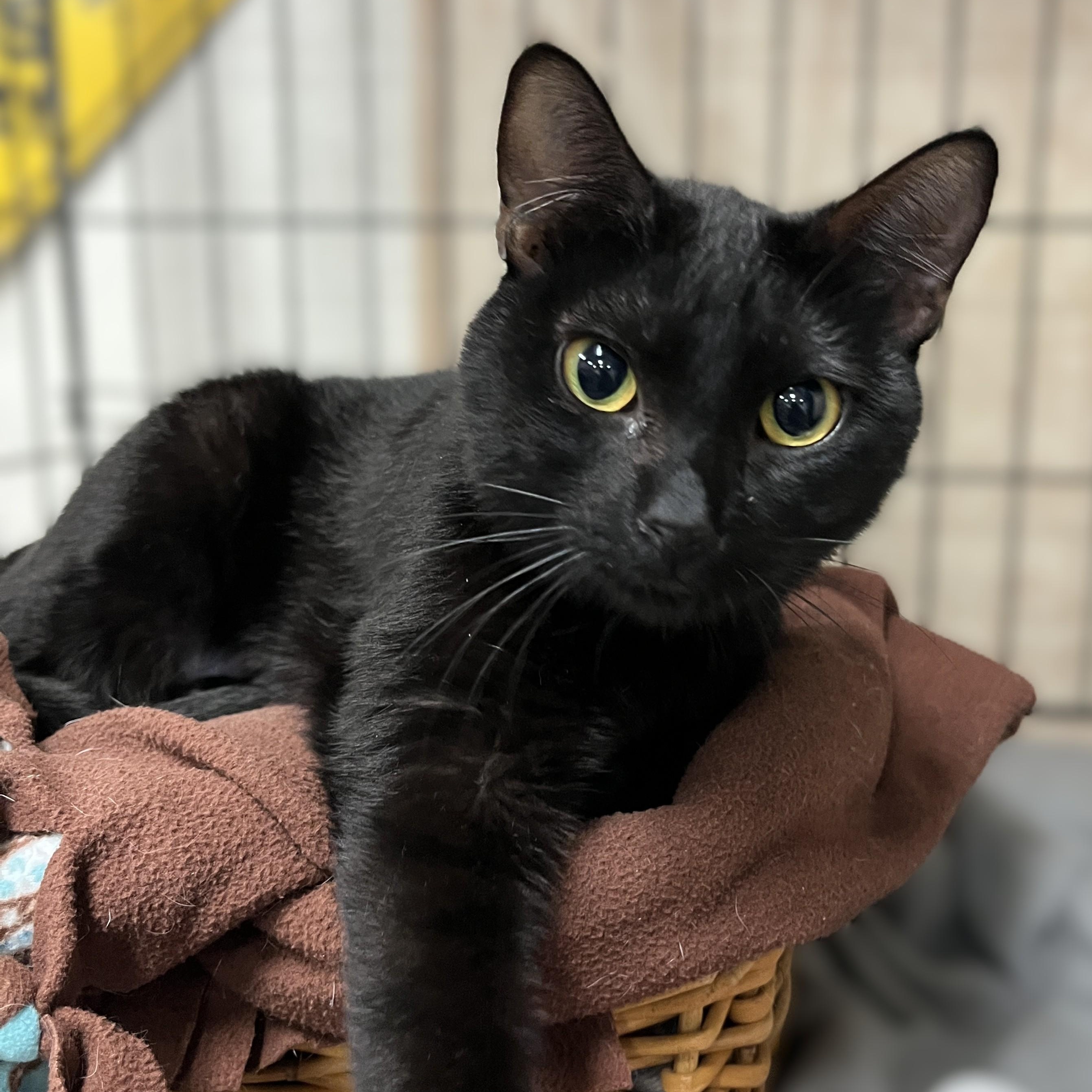 Peep, adopted, Young Female Domestic Short Hair.