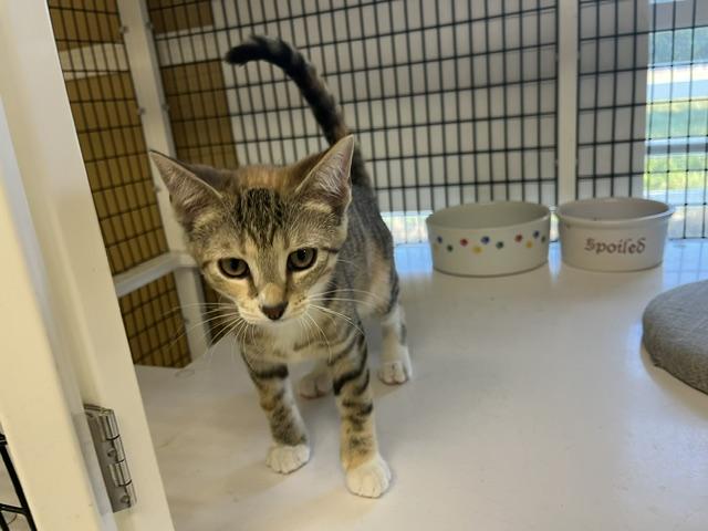 Chili, ADOPTABLE, Young Female Domestic Short Hair.