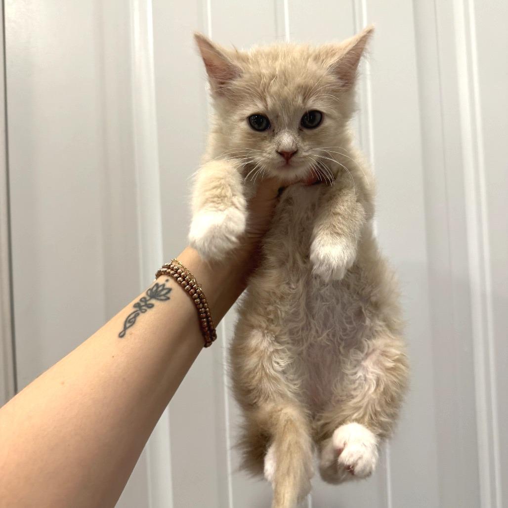 Enlarge Blueberry, a ADOPTABLE Domestic Medium Hair in Chattanooga, TN image 1/4