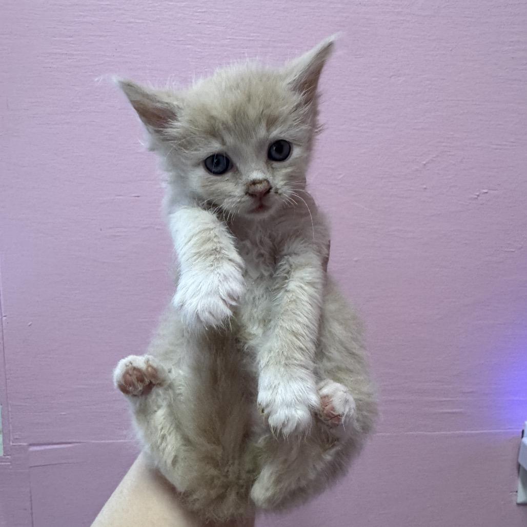 Enlarge Blueberry, a ADOPTABLE Domestic Medium Hair in Chattanooga, TN image 3/4