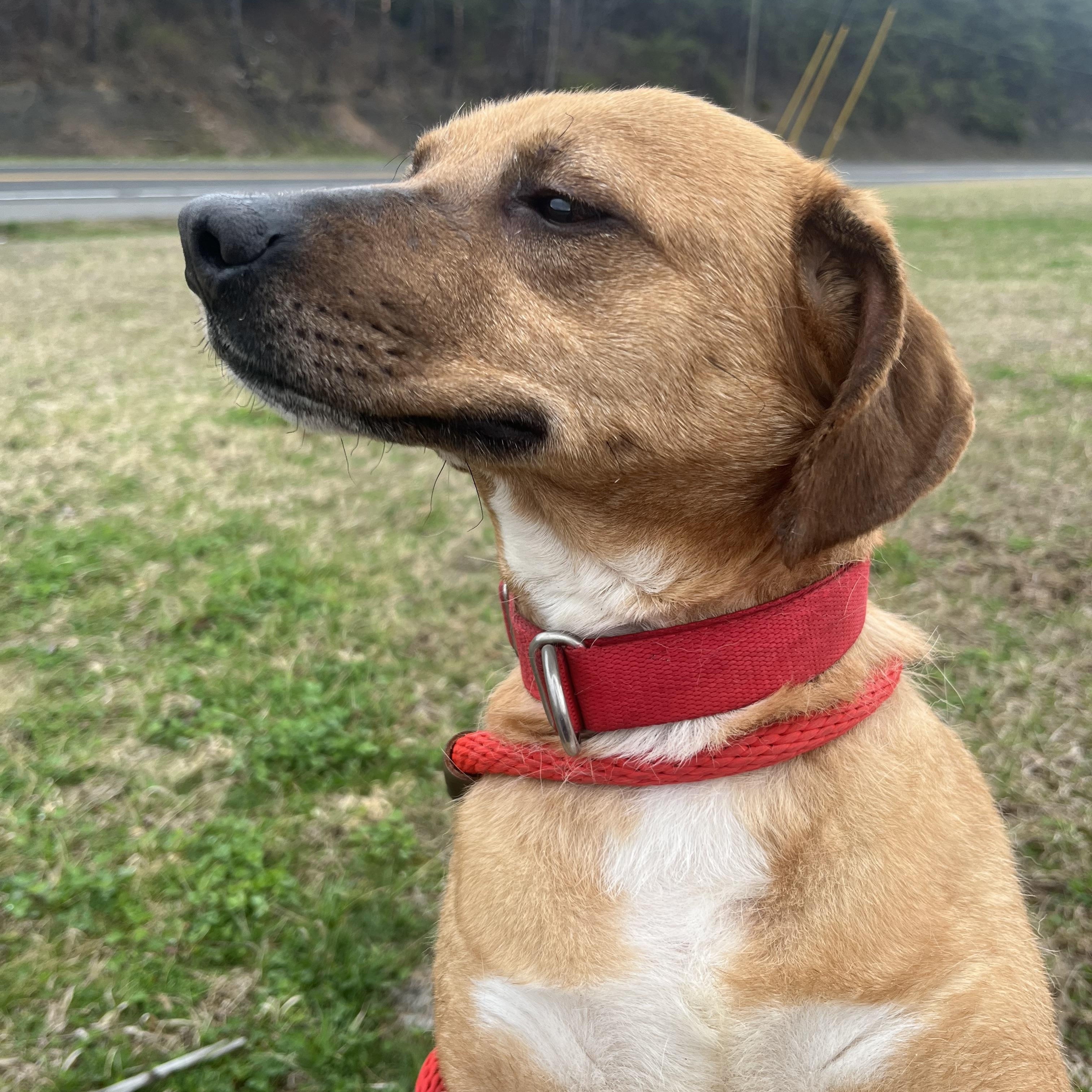 Enlarge Ginger, a ADOPTABLE Mixed Breed in Sunbright, TN image 2/2