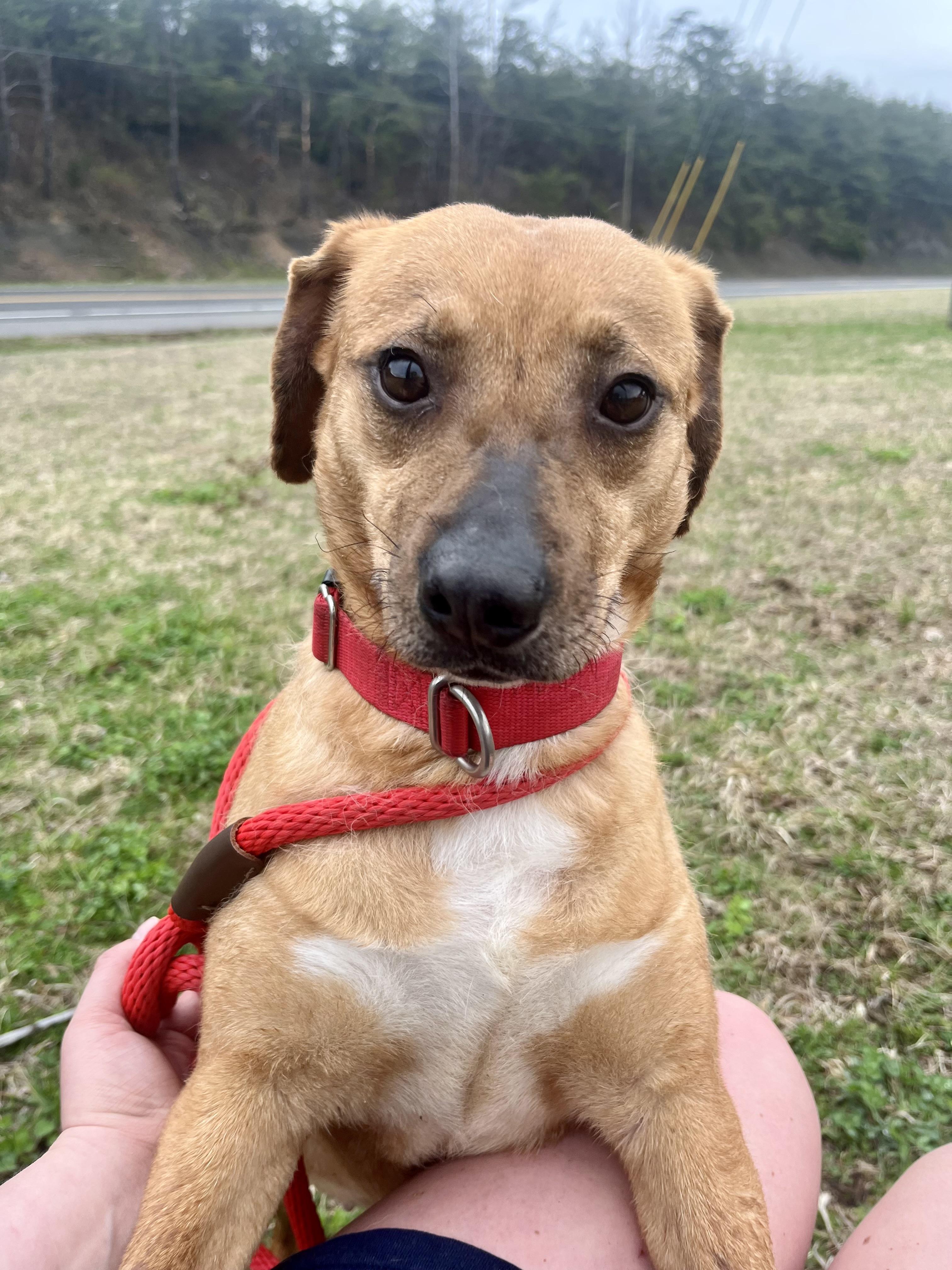 Enlarge Ginger, a ADOPTABLE Mixed Breed in Sunbright, TN image 1/2