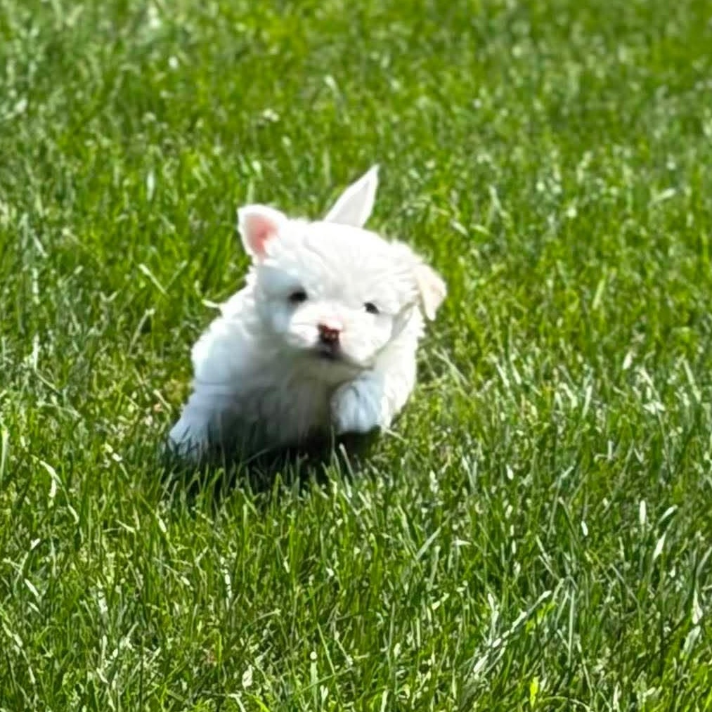 Luna Lovegood, an adopted mixed breed in Branchport, NY image 5/5
