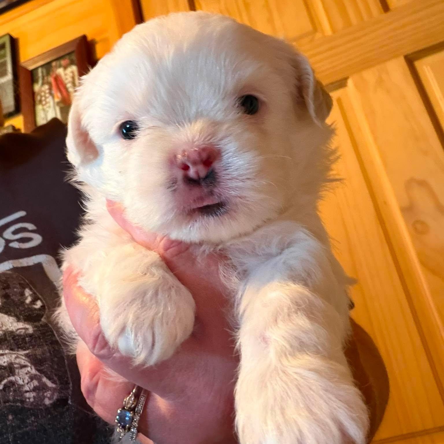 Luna Lovegood, an adopted mixed breed in Branchport, NY image 3/5