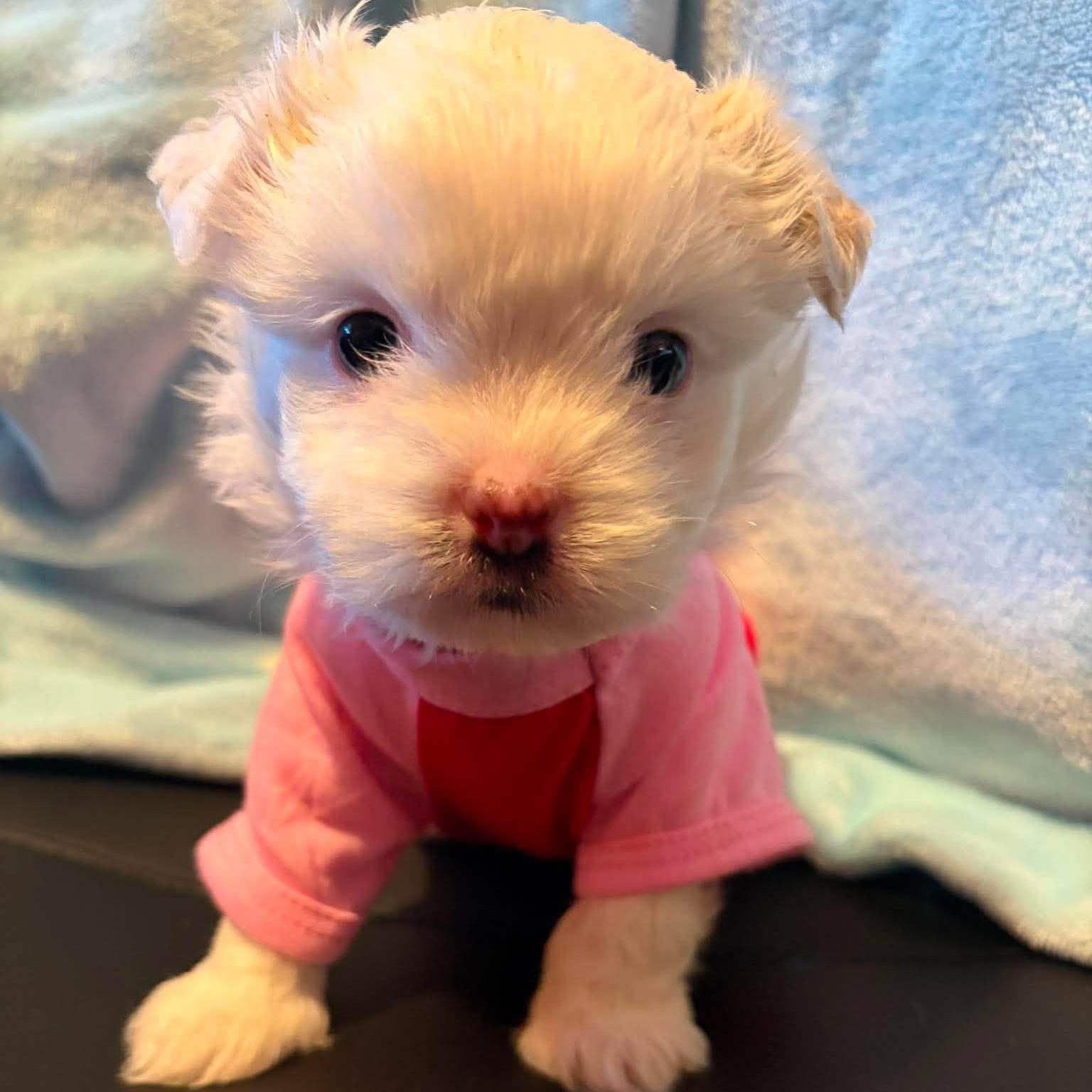 Luna Lovegood, adopted, Puppy Female Shih Tzu & Poodle.