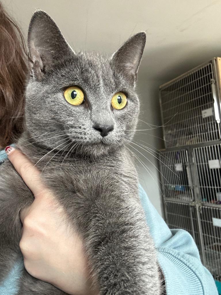 Cayenne, Adoptable, Kitten Male Domestic Short Hair.