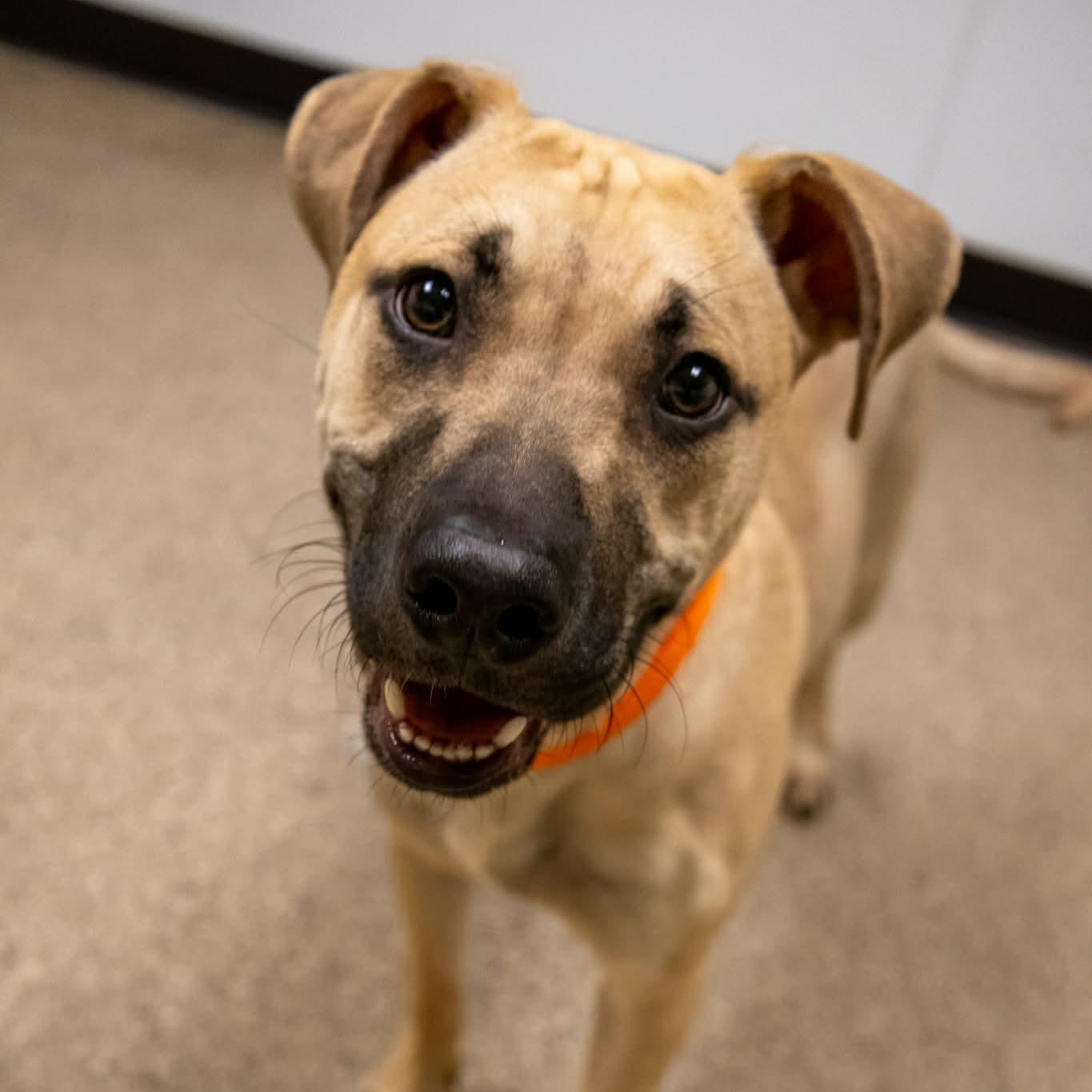 Enlarge Flounder, a ADOPTABLE Black Mouth Cur in Valparaiso, IN image 3/3