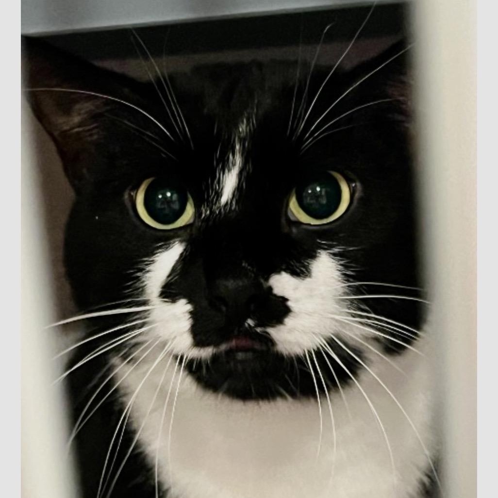 Enlarge Queen Mab, an adoptable Domestic Short Hair in Palatine, IL image 3/3