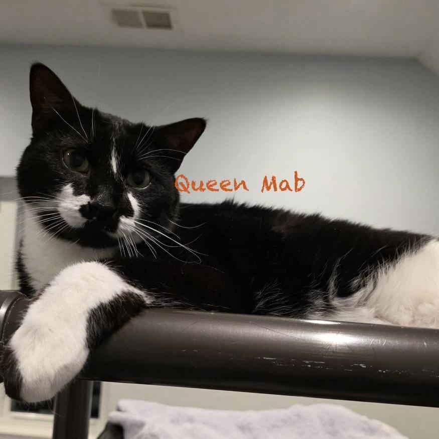 Queen Mab, adoptable, Adult Female Domestic Short Hair.