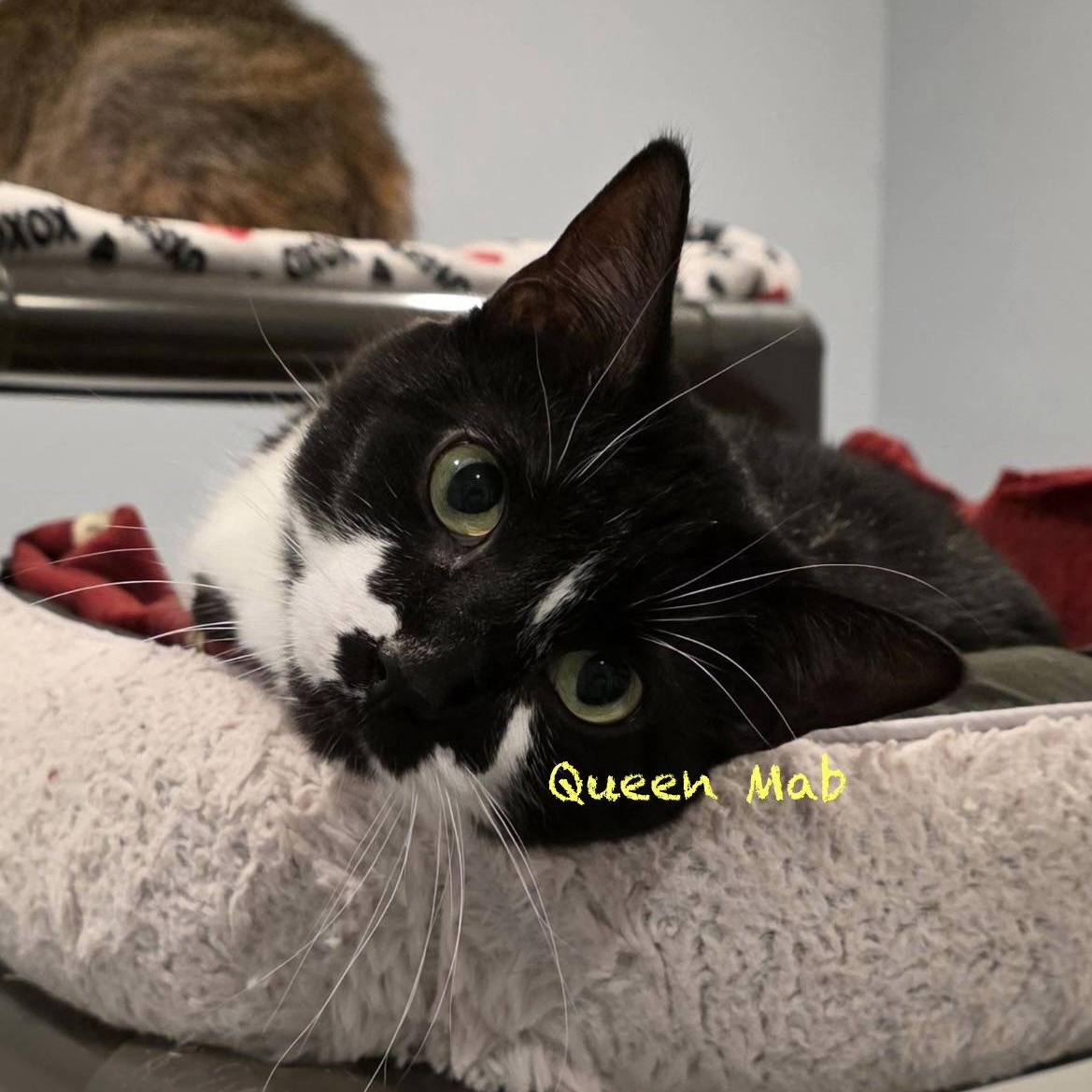 Enlarge Queen Mab, an adoptable Domestic Short Hair in Palatine, IL image 2/3