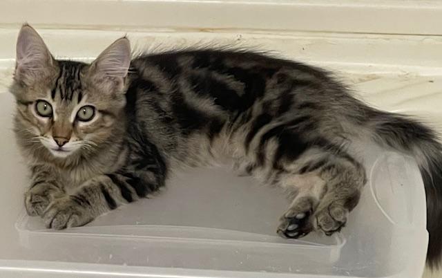 Rowdy, an adoptable Domestic Short Hair in Ronan, MT, 59864 | Photo Image 1