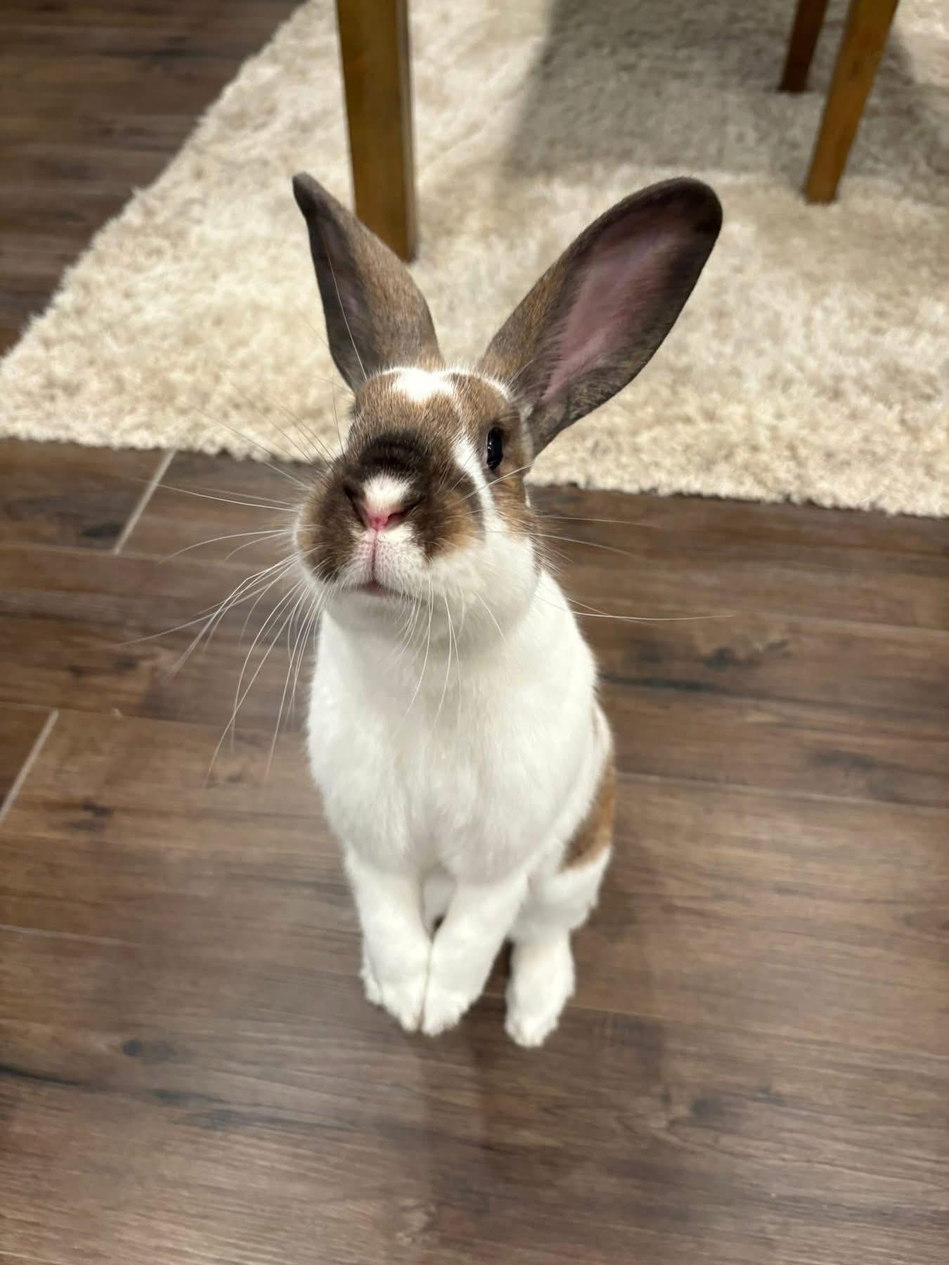 Enlarge Monica, a Adoptable New Zealand in St. Charles, MO image 3/3