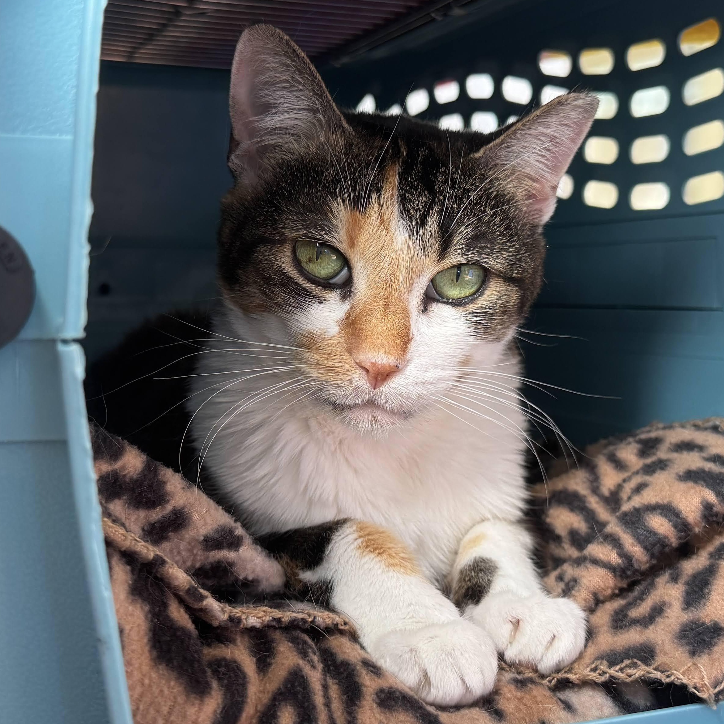 Penelope, Adoptable, Senior Female Calico.