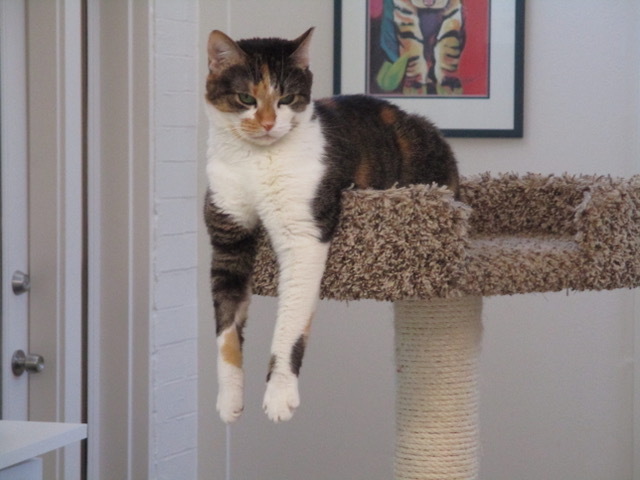 Penny, a Adoptable mixed breed in San Carlos, CA image 1/6