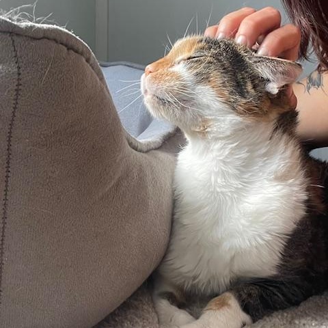 Penny, Adoptable, Senior Female Calico.