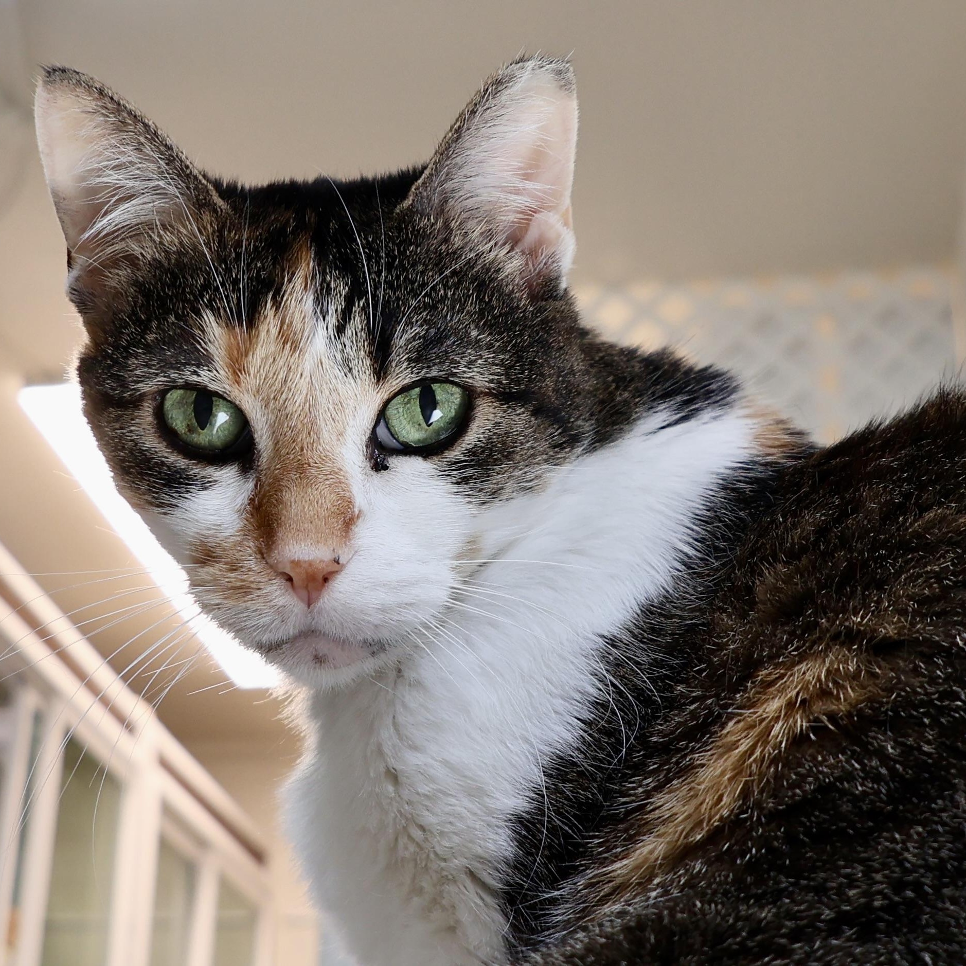 Penelope, a Adoptable mixed breed in San Carlos, CA image 3/5