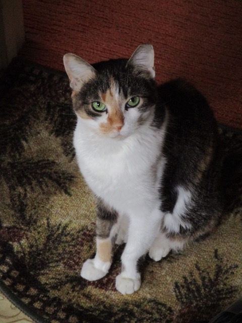 Penny, a Adoptable mixed breed in San Carlos, CA image 2/6