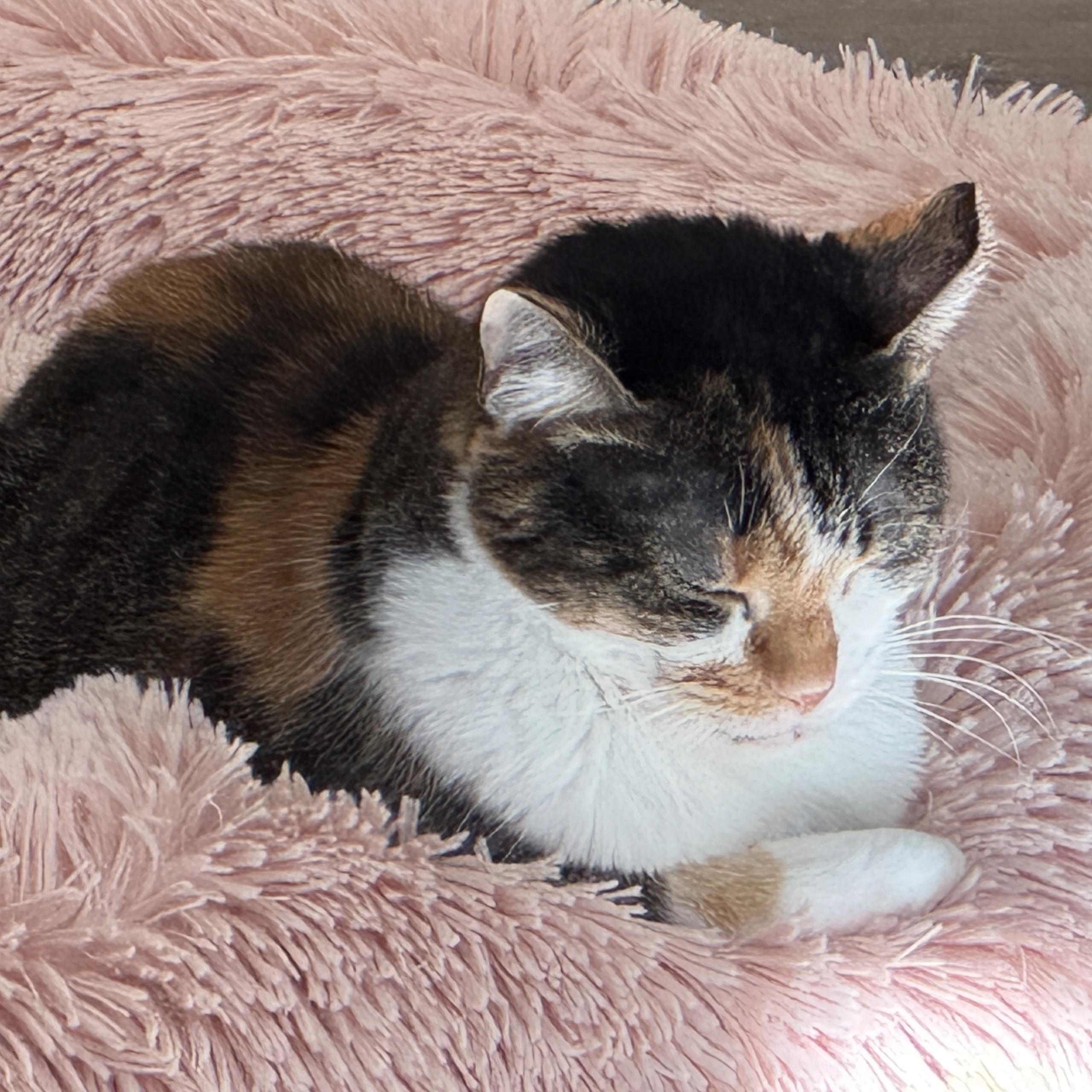 Enlarge Penelope, a Adoptable mixed breed in San Carlos, CA image 2/5