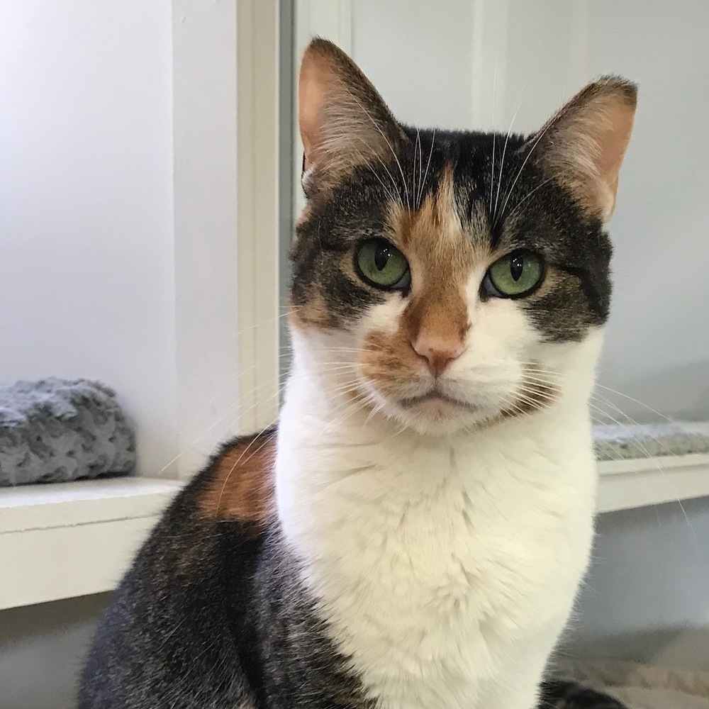 Penny, a Adoptable mixed breed in San Carlos, CA image 3/6