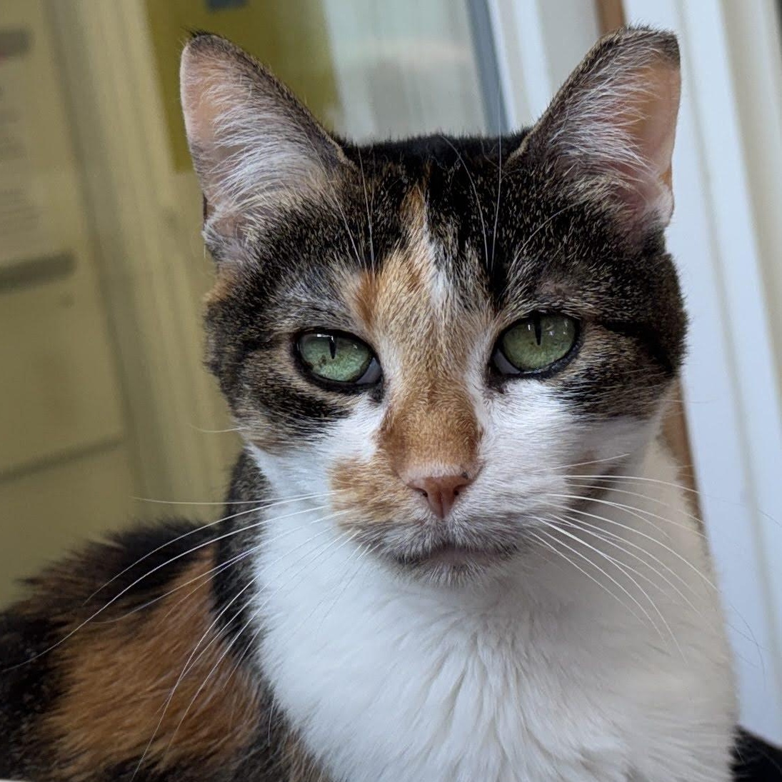 Penelope, Adoptable, Senior Female Calico.