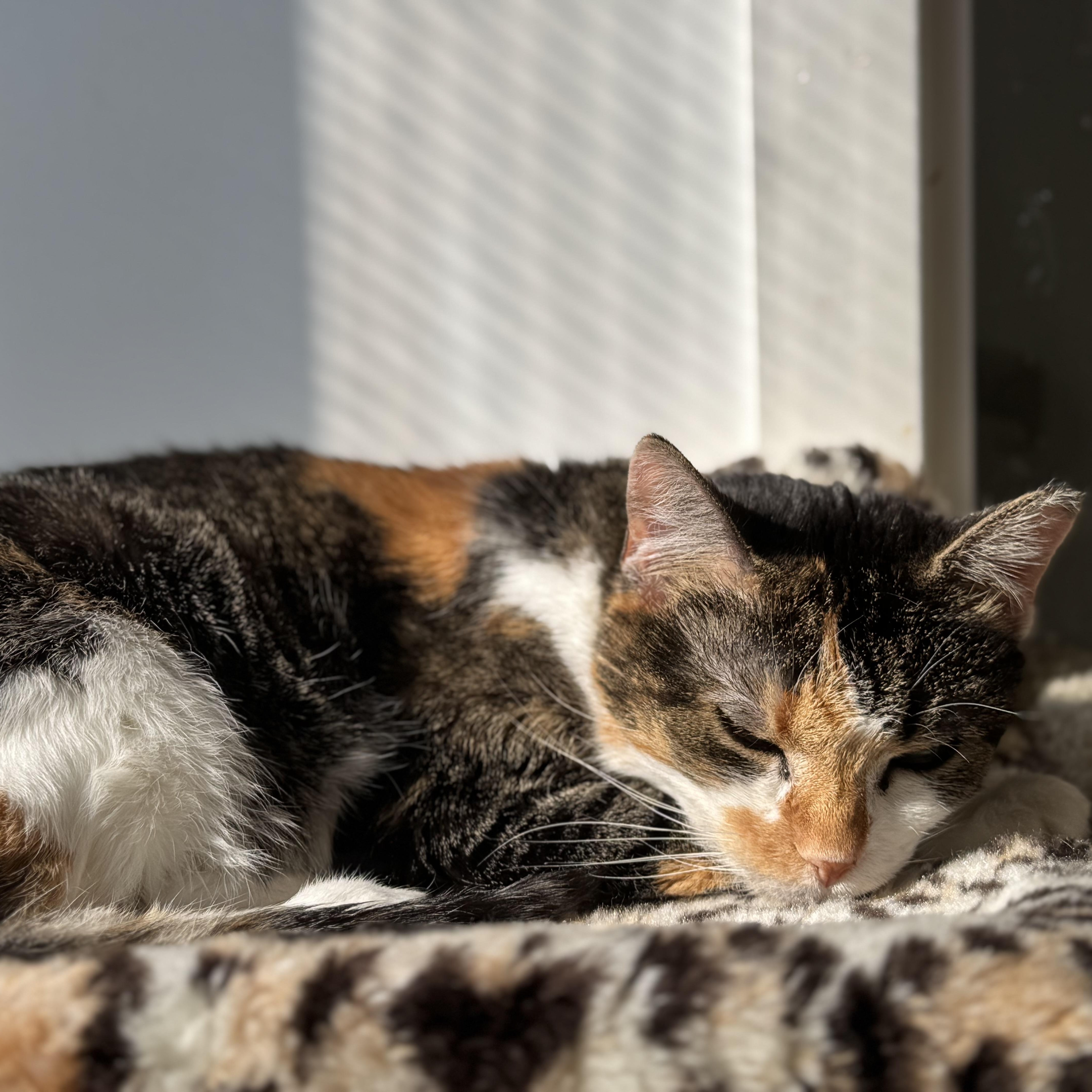 Enlarge Penny, a Adoptable mixed breed in San Carlos, CA image 6/6