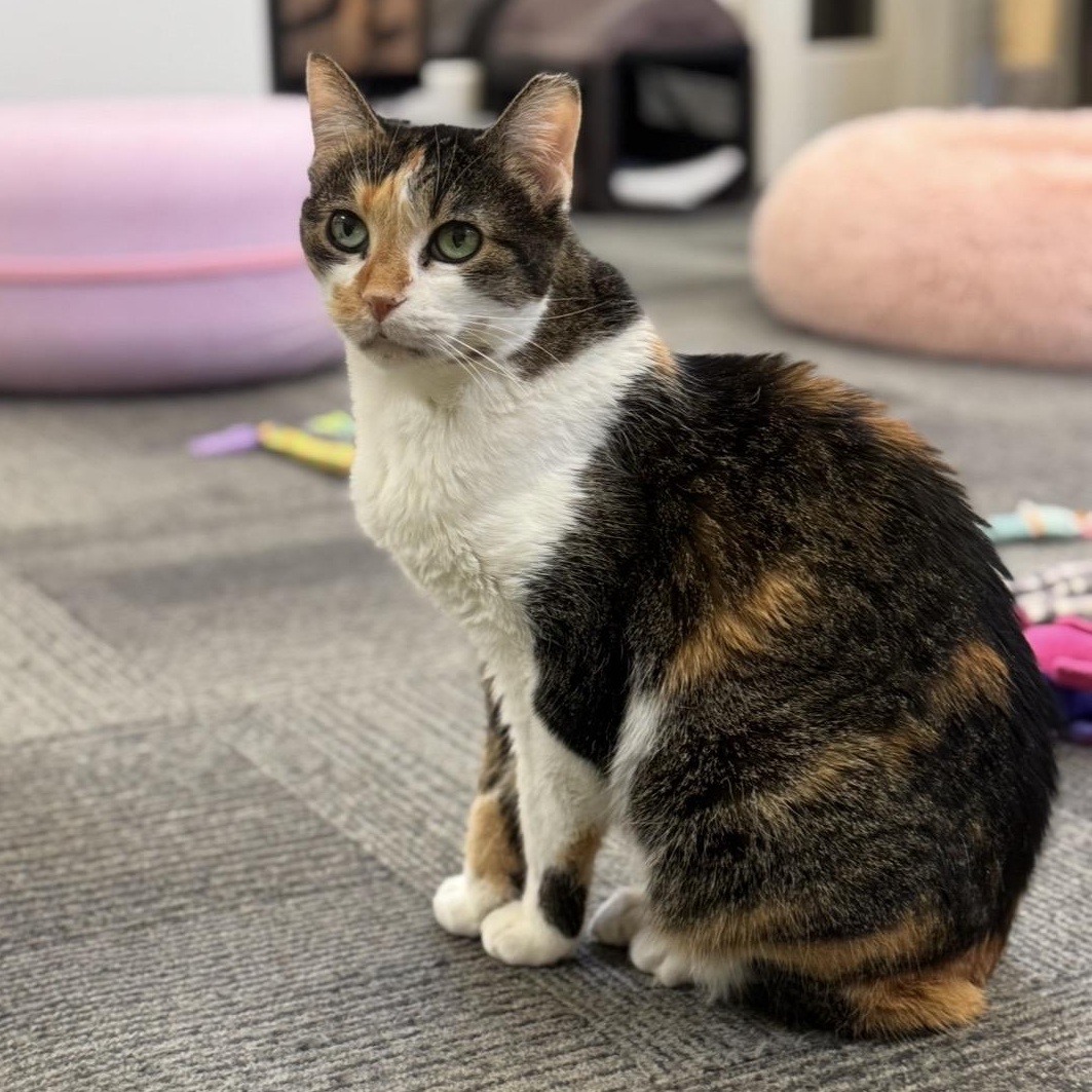 Enlarge Penny, a Adoptable mixed breed in San Carlos, CA image 5/6