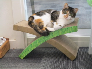 Penny, a Adoptable mixed breed in San Carlos, CA image 4/6